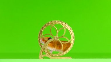 hamster tekerlek yeşil bir arka plan üzerinde çalışan bir altın çalışır
