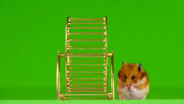 仓鼠在绿色背景上的黄金运行轮运行 — 图库视频影像
