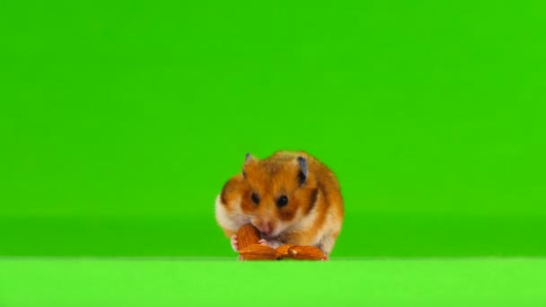 Hamster Come Ossos Amêndoa Foge Quadro Uma Tela Verde — Vídeo de Stock