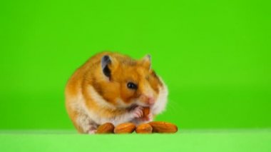 hamster badem kemiklerin üzerinde yeşil bir ekran yiyor.