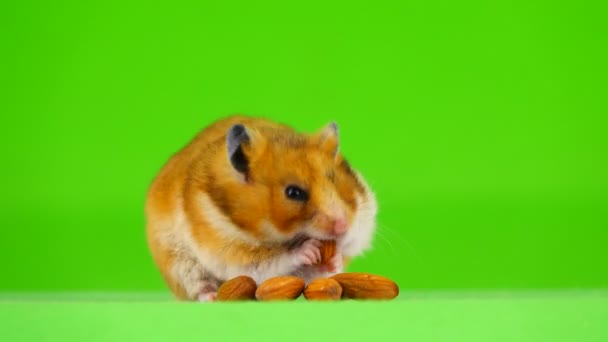 仓鼠吃杏仁的骨头在绿色的屏幕上 — 图库视频影像