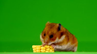 Hamster yeşil bir arka plan üzerinde bir mısır yiyor