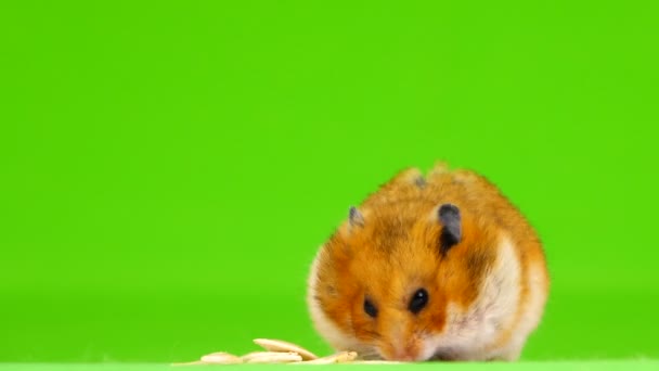 Hamster Eet Een Courgette Zaden Een Groene Achtergrond — Stockvideo