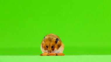 hamster badem kemikleri yiyor ve uzak çerçeve üzerinde yeşil bir ekran çalışır