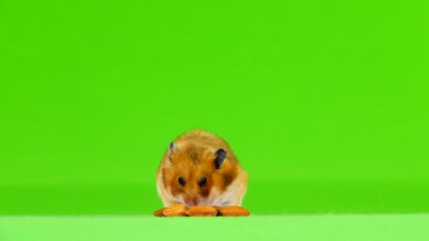 Hamster Mange Des Amande Enfuit Cadre Sur Écran Vert — Video