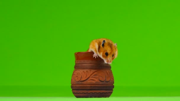 Hamster Climbs Out Cup Green Background — Stock Video