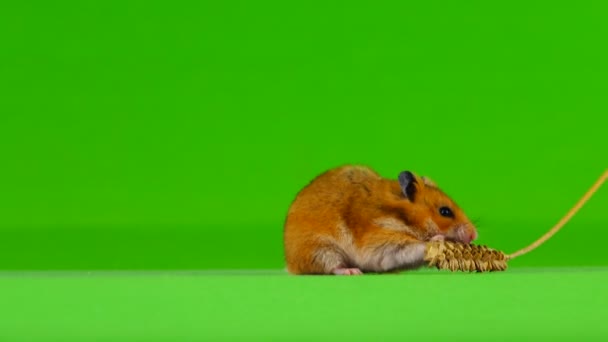 Hamster Come Espigueta Trigo Fundo Verde — Vídeo de Stock