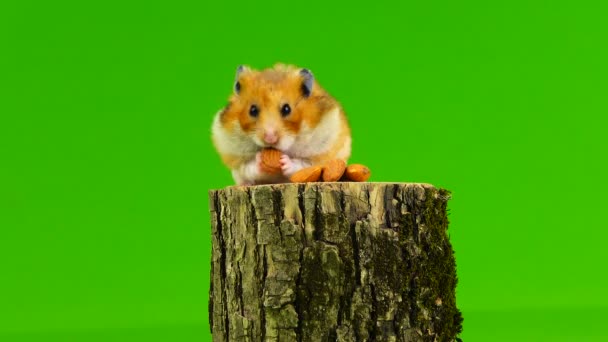 Hamster Eet Botten Van Amandel Een Groen Scherm — Stockvideo