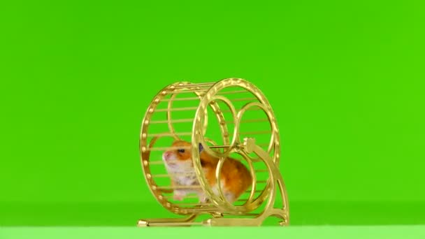 Hamster Runs Gold Running Wheel Green Background — Stock Video