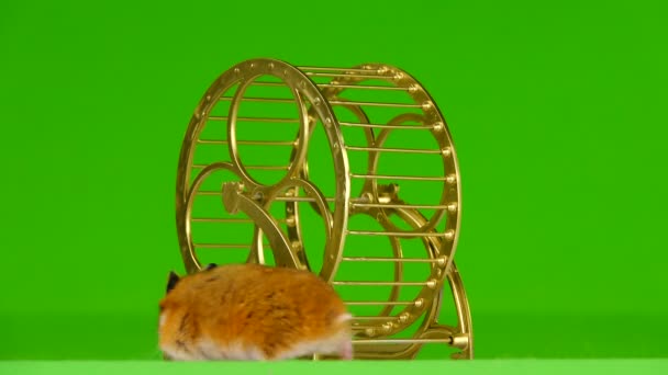 Hamster Runs Gold Running Wheel Green Background — Stock Video
