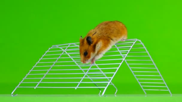 Hamster Nas Escadas Uma Tela Verde — Vídeo de Stock