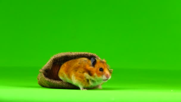 Hamster Gömde Påse Med Nötter Grön Skärm — Stockvideo