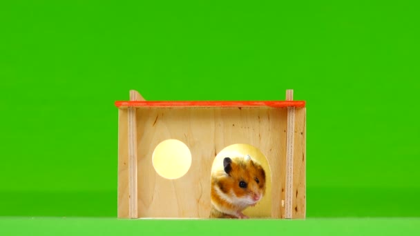 Hamster Och Hus Grön Skärm — Stockvideo