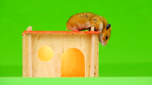 Hamster Yeşil Bir Ekran Üzerinde — Stok video