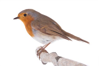 European robin (Erithacus rubecula) isolated on a white background clipart