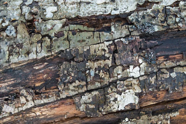 Graphic Wood Texture Your Design — Stock Photo, Image