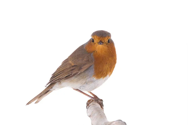 Robin Europeu Erithacus Rubecula Isolado Sobre Fundo Branco — Fotografia de Stock