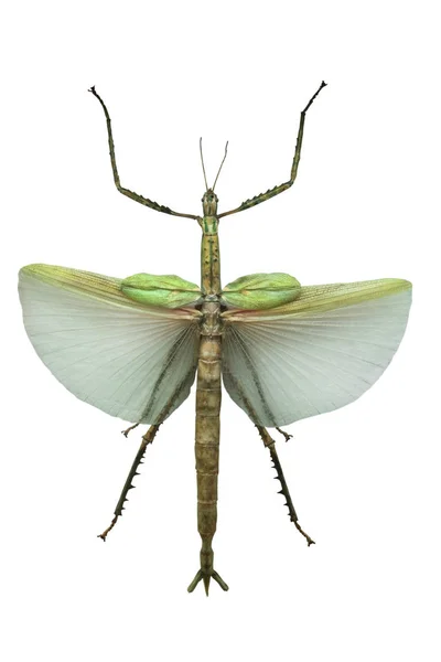 白い背景に分離された昆虫の Euryncema ゴリアテ — ストック写真
