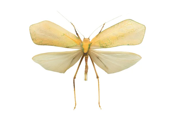 Böcek Sasuma Beyaz Bir Arka Plan Üzerinde Izole — Stok fotoğraf