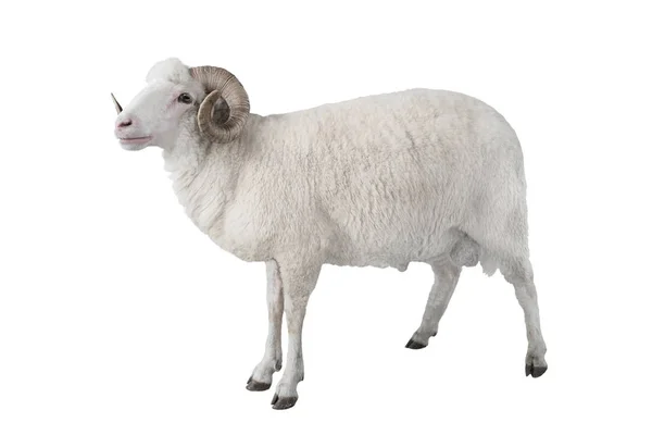 White Ram Isolated White Background — Stock Photo, Image