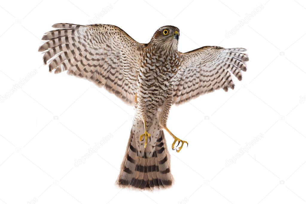 falcon in flight isolated on a white background