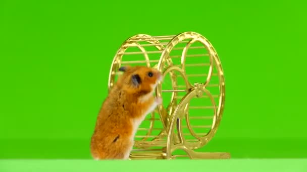 Hamster Loopt Een Gouden Wiel Draait Een Groene Achtergrond — Stockvideo