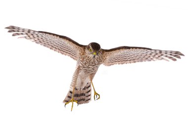 beyaz bir arka plan üzerinde izole uçuş Falcon