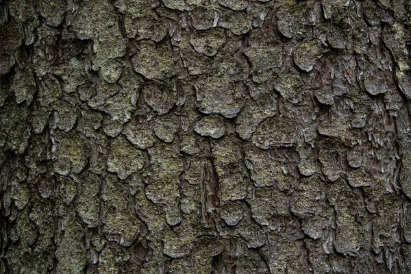 Graphic Wood Texture Your Design — Stock Photo, Image