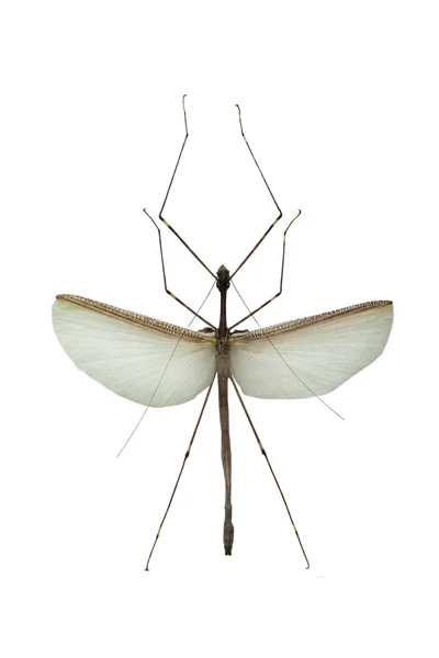 Böcek Phasmidae Beyaz Bir Arka Plan Üzerinde Izole — Stok fotoğraf