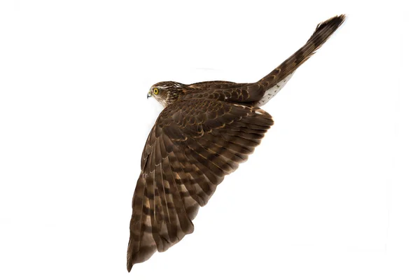 Beyaz Bir Arka Plan Üzerinde Izole Uçuş Falcon — Stok fotoğraf