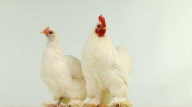 horoz ve tavuk beyaz ekranda döndürme