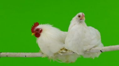 horoz ve tavuk bir sopa yeşil ekran üzerinde oturmak