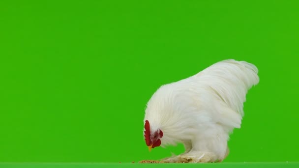 Coq Picore Grain Ferme Les Ailes Sur Écran Vert — Video