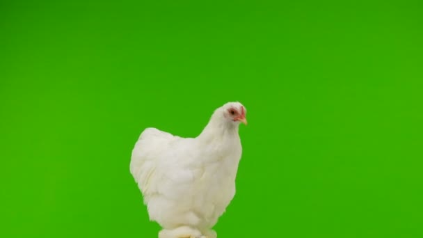Κοτόπουλο Πάνε Στο Δρόμο Για Μια Πράσινη Οθόνη — Αρχείο Βίντεο
