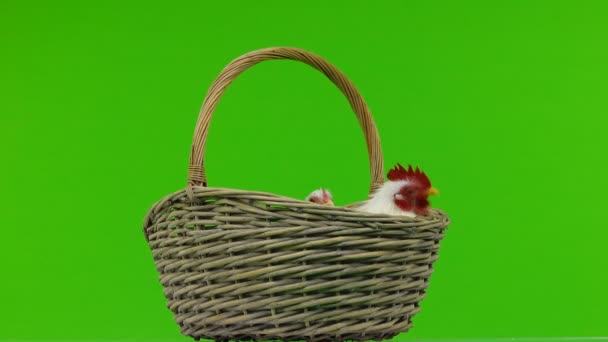 Rooster Chicken Sit Basket Green Screen — Stock Video