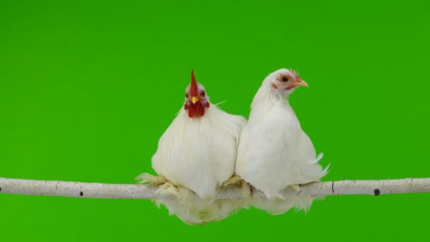 Horoz Tavuk Bir Sopa Yeşil Ekran Üzerinde Oturmak — Stok video
