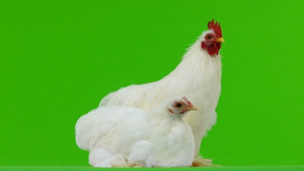 Coq Poulet Sur Écran Vert — Video