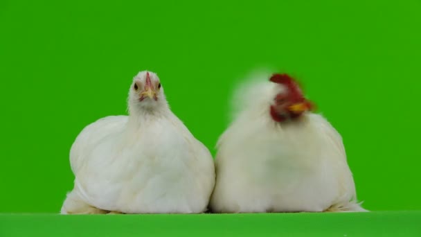 Κόκορας Και Κοτόπουλο Την Πράσινη Οθόνη — Αρχείο Βίντεο