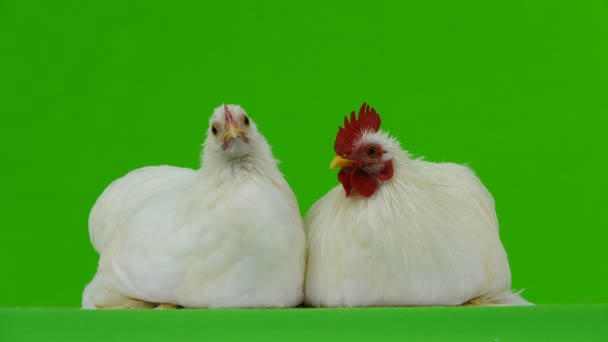 Κόκορας Και Κοτόπουλο Την Πράσινη Οθόνη — Αρχείο Βίντεο