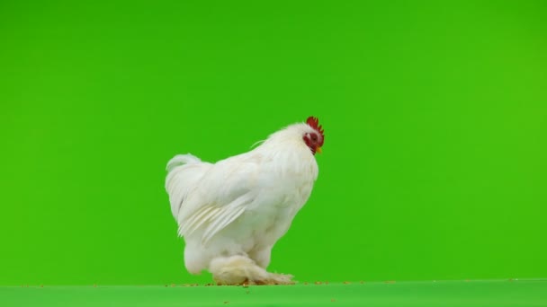 Cockerel Pecking Grain Green Screen — Stock Video