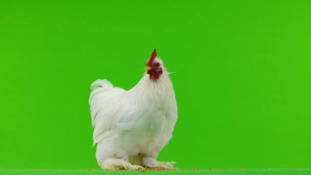 Coq Picorant Grain Sur Écran Vert — Video