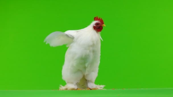 Cockerel Pecking Grain Green Screen — Stock Video