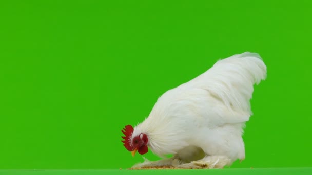 Cockerel Pecking Grain Green Screen — Stock Video