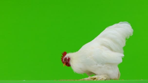 Cockerel Pecking Grain Green Screen — Stock Video