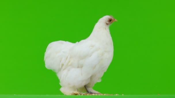 Chicken Pecking Grain Green Screen — Stock Video