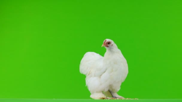 Pollo Picoteo Grano Pantalla Verde — Vídeo de stock