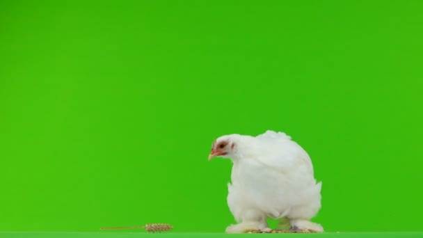 Gallina Becca Grano Sullo Schermo Verde — Video Stock