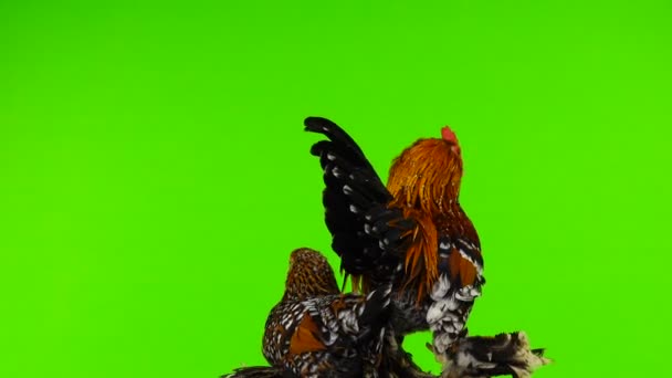 Κόκορας Και Κοτόπουλο Milfleur Περιστροφή Στην Πράσινη Οθόνη — Αρχείο Βίντεο