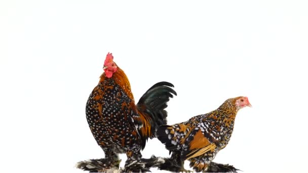 Κόκορας Milfleur Flapping Φτερά Και Κοτόπουλο Περιστρέψετε Λευκή Οθόνη — Αρχείο Βίντεο