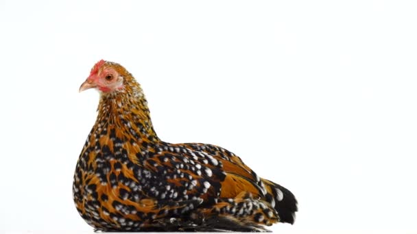 Tavuk Milfleur Oturur Beyaz Ekranda Döner — Stok video